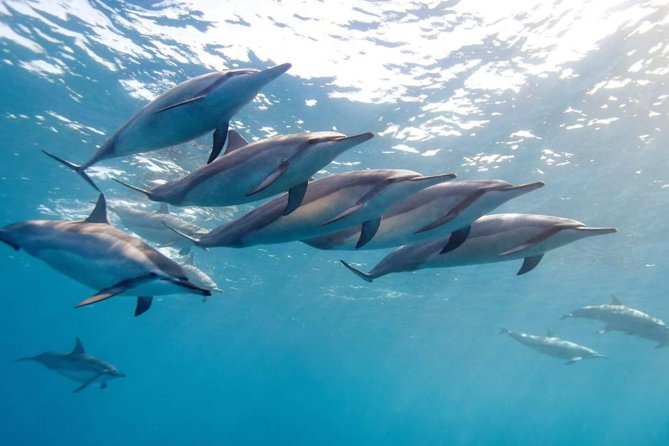 2-Hours Dolphin Excursion in Mauritius - Meeting wild dolphins from Black River