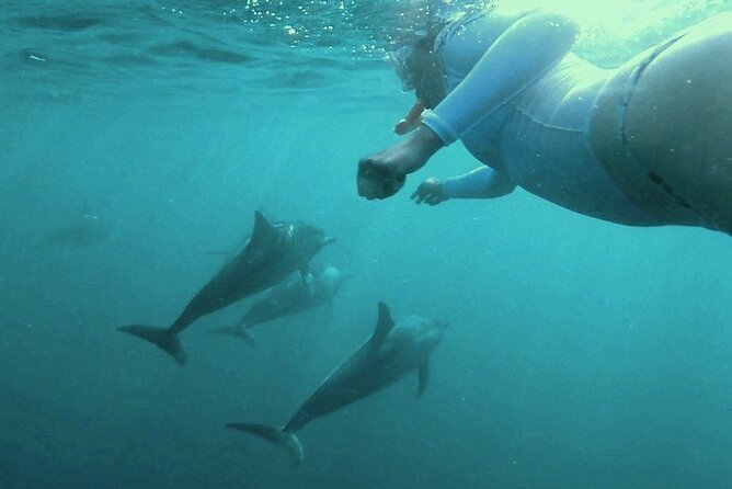 2-Hours Dolphin Excursion in Mauritius - The dolphin encounter, and the honest catch