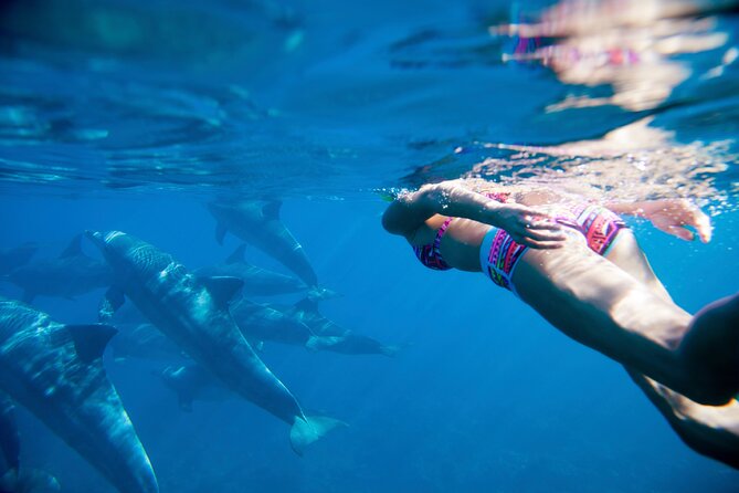 2-Hours Dolphin Excursion in Mauritius - Price and value at $63.97 per person