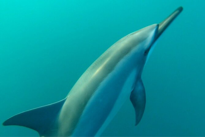 2-Hours Dolphin Excursion in Mauritius - Who will get the most from this trip