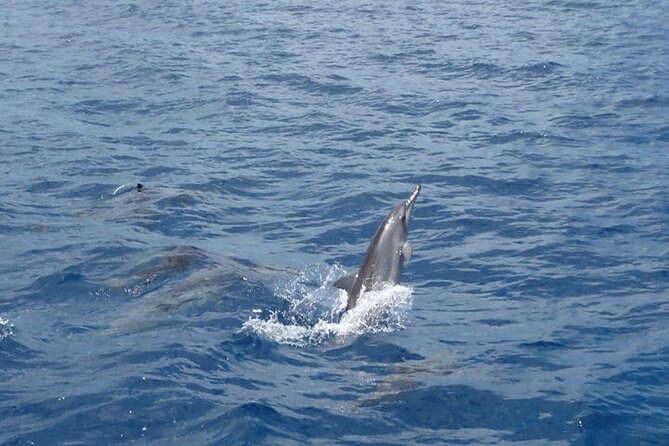 2-Hours Dolphin Excursion in Mauritius - Weather, cancellation, and simple planning advice
