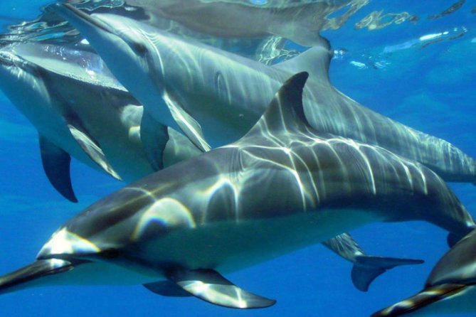 2-Hours Dolphin Excursion in Mauritius - A 7:00 am start at La Balise Marina