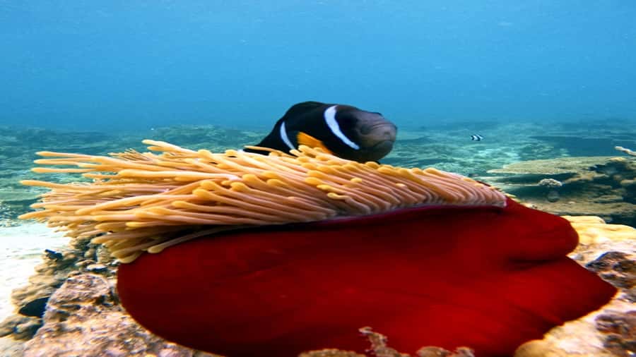 5 Islands All-Inclusive Speedboat w/Snorkeling Sea Turtle - Blue Bay Marine Park is the key snorkeling stop