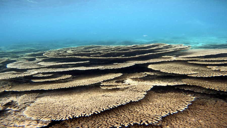 5 Islands Private Speedboat w/ Snorkeling + Lunch & Drinks - Key points to know before you book