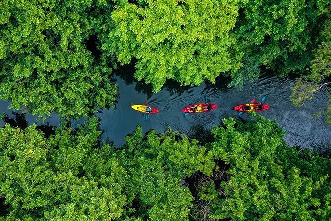 Afternoon Guided Kayak Activity on the Tamarin River - Key points to know before you book