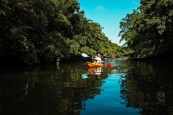 Afternoon Guided Kayak Activity on the Tamarin River - Wildlife spotting along the tree line