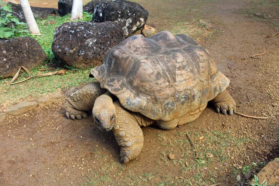 Animal & Nature Parks, Private Tour - One Day, Three Sides of Southern Mauritius