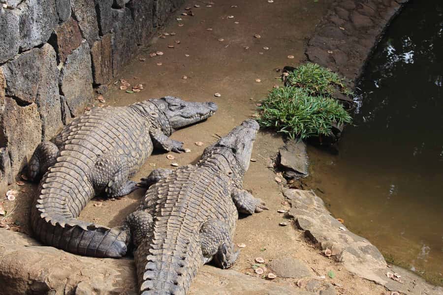 Animal & Nature Parks, Private Tour - What To Expect From The Guide