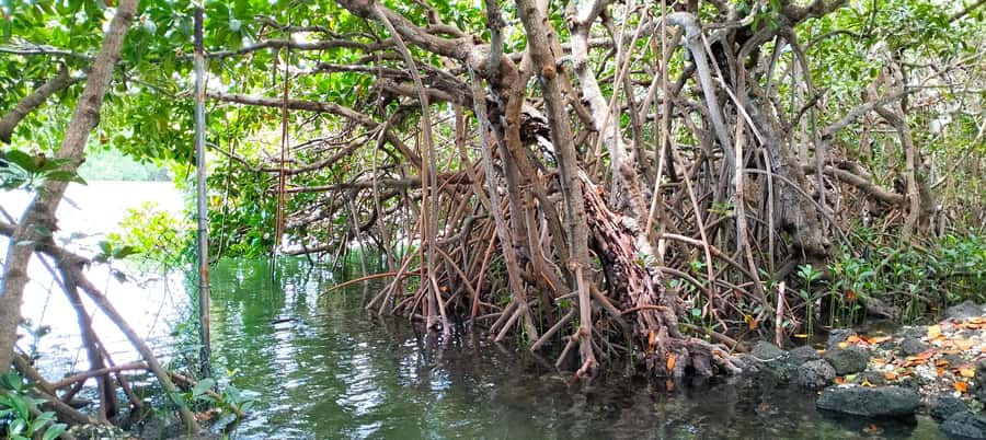 Authentic North East Coast E-bike Guided Tour - Mangroves, oysters, and protected water