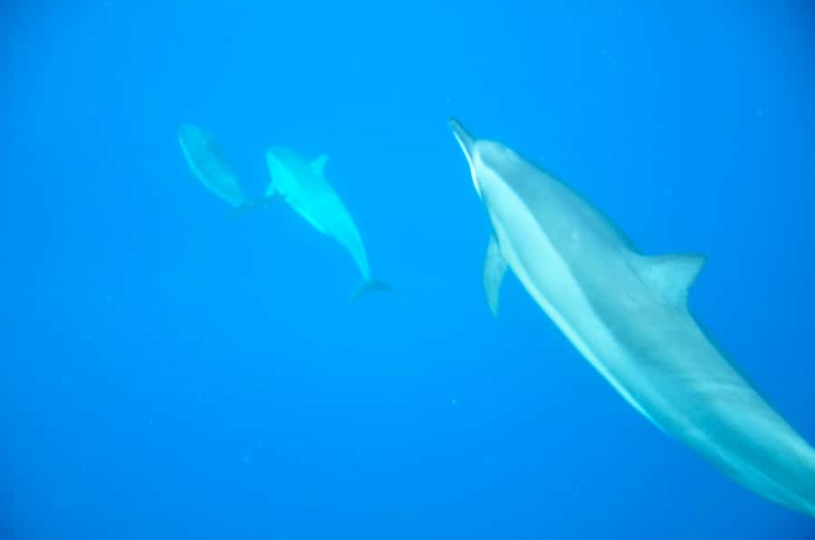 Black River: Dolphin Swim and Whale Watching by Speedboat - Key points at a glance