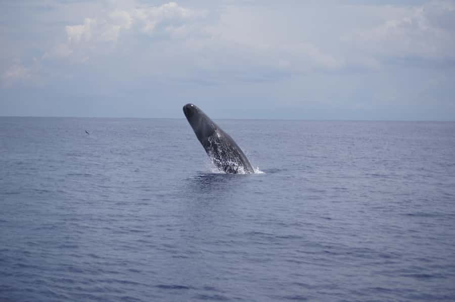 Black River: Dolphin Swim and Whale Watching by Speedboat - A five-hour meeting with Mauritius marine life