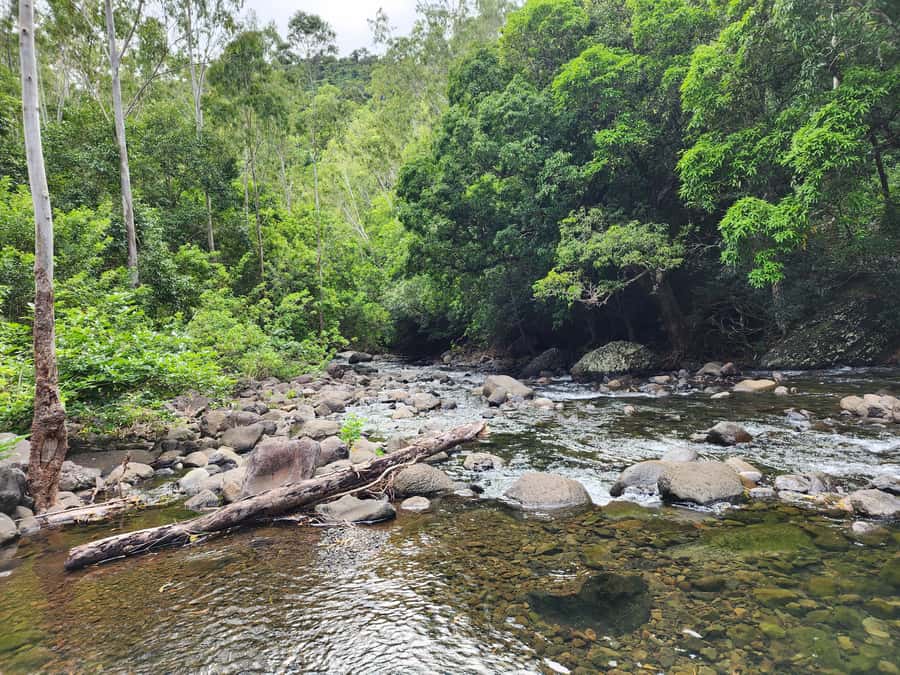 Black River: Guided Hike in the Black River Gorges Valley - A small group and several guide languages