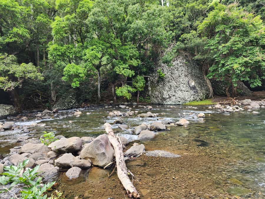 Black River: Guided Hike in the Black River Gorges Valley - Who should book this outing?