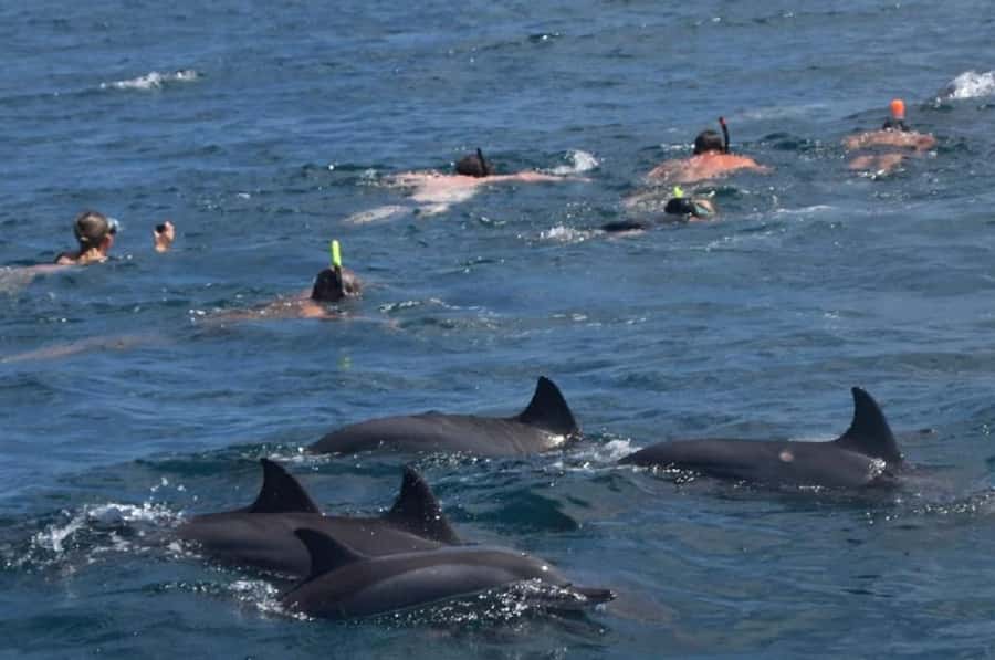 Black River: Swim with Dolphin Speed Boat Tour with lunch - The day starts at Flic en Flac Public Beach