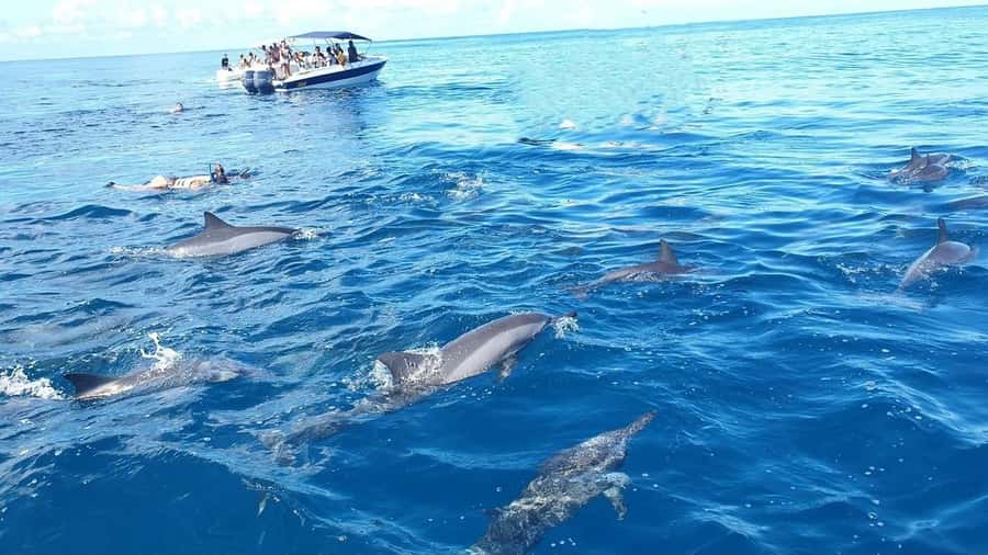 Black River: Swim with Dolphin Speed Boat Tour with lunch - Swimming with dolphins without chasing them