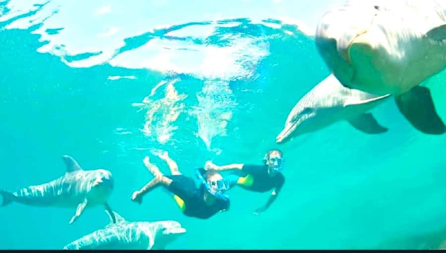 Black River: Swim with Dolphin Speed Boat Tour with lunch - Crystal Rock and the southwest lagoon