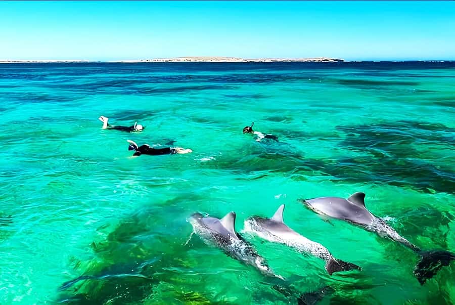 Black River: Swim with Dolphin Speed Boat Tour with lunch - Île aux Bénitiers brings lunch and downtime