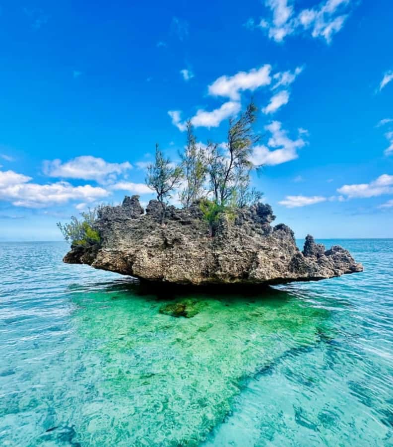 Black River: Swim with Dolphin Speed Boat Tour with lunch - Who will enjoy this tour most