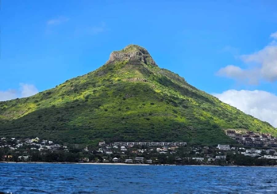Black River: Swim with Dolphin Speed Boat Tour with lunch - Practical tips for a better day