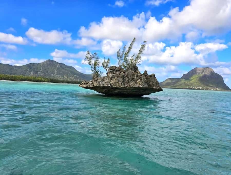 Black River: Swim with Dolphin Speed Boat Tour with lunch - A fast ride toward the dolphin grounds