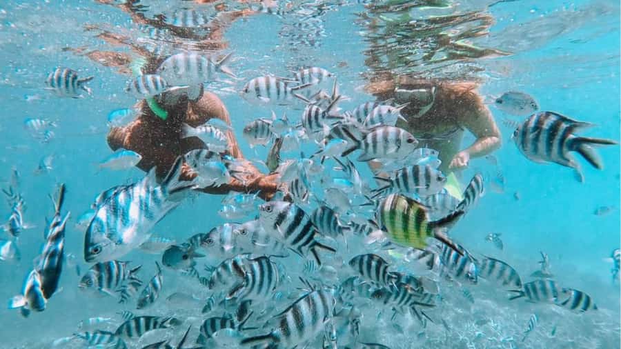 Blue Bay: Blue Bay Glass Bottom Boat Visit and Snorkeling - What the Blue Bay tour actually gives you