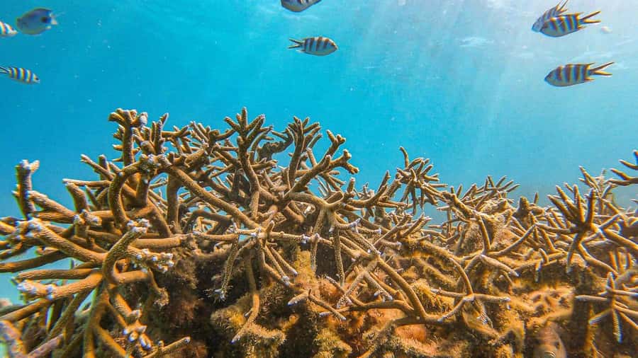 Blue Bay: Blue Bay Glass Bottom Boat Visit and Snorkeling - Is $28 good value?