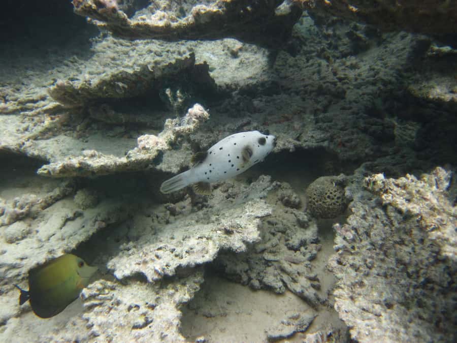 Blue Bay: Half-Day Snorkeling Trip with Creole Picnic Lunch - First swim near Ile aux Aigrettes