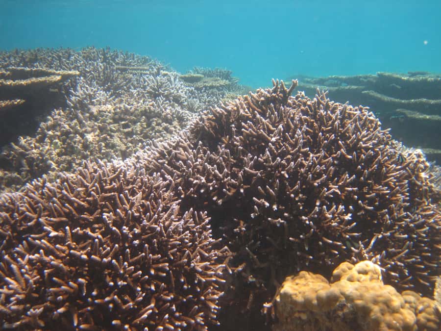 Blue Bay: Half-Day Snorkeling Trip with Creole Picnic Lunch - What the $70 price really covers