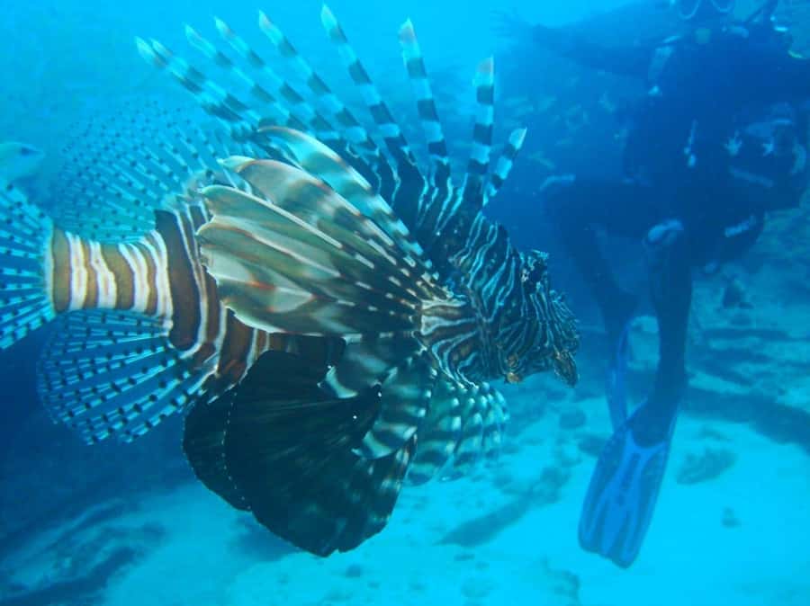 Blue Bay: LEARN TO DIVE TODAY with CORAL DIVING Team - The supervised open-water session