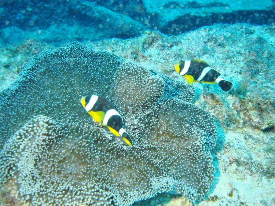 Blue Bay: LEARN TO DIVE TODAY with CORAL DIVING Team - Why the two-hour format works