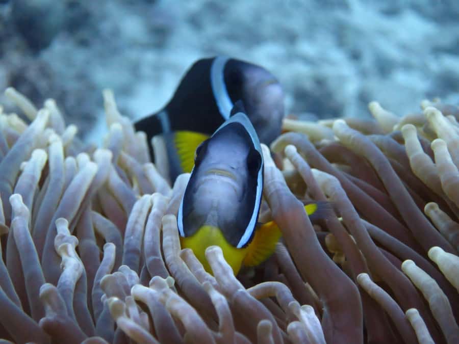 Blue Bay: LEARN TO DIVE TODAY with CORAL DIVING Team - Who will enjoy this Blue Bay session