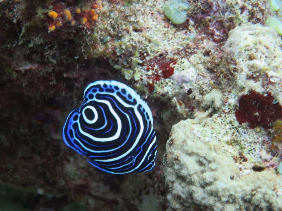 Blue Bay: LEARN TO DIVE TODAY with CORAL DIVING Team - Practical tips for a smoother session