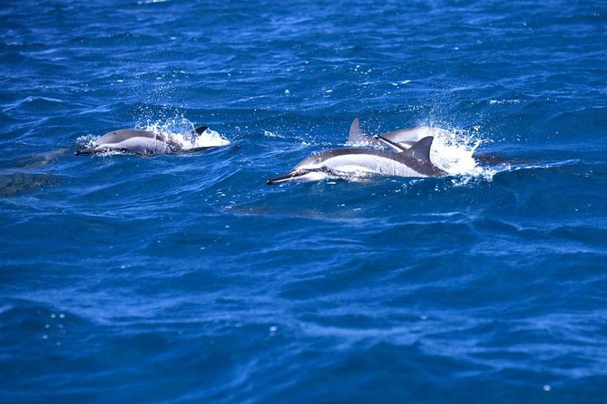 Catamaran Cruise to Ile Aux Bénitiers: Dolphin watch, Crystal Rock & Transfer - Tamarin Bay puts dolphins at the center