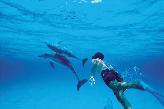 Catamaran Cruise to Ile Aux Bénitiers: Dolphin watch, Crystal Rock & Transfer - Ile aux Bénitiers is the relaxed half of the day