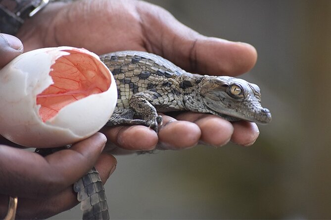 Crocodile Nature Park - Key points to know