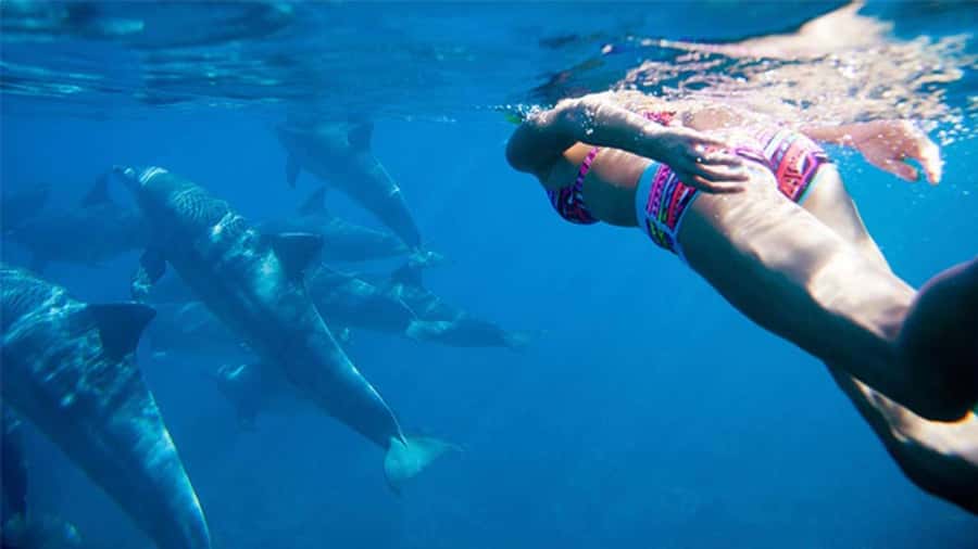 Discover Mauritius: Dolphin Watch, Snorkeling, BBQ Lunch - Why this day works as a Mauritius sampler