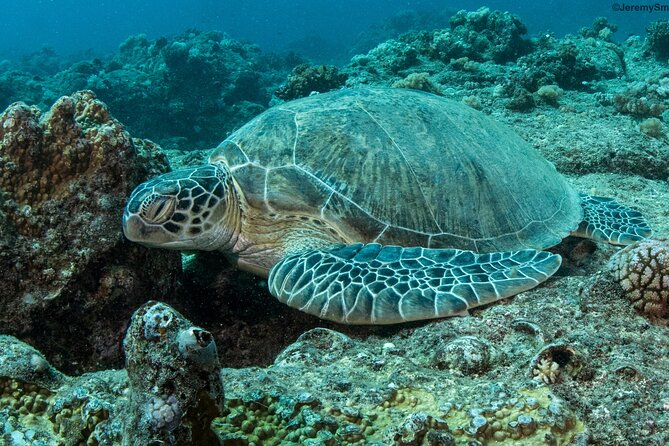 Discover Scuba Diving in Mauritius - Step one: a short lesson before you enter the water
