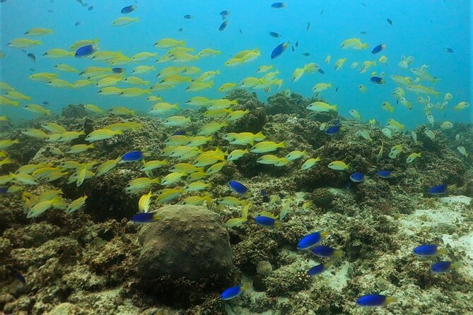 Discover Scuba Diving in Mauritius - Step three: the 6 to 12-meter reef session