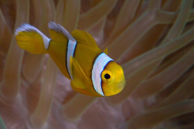 Discover Scuba Diving in Mauritius - Step two: shallow-water practice at 0.6 to 1.8 meters