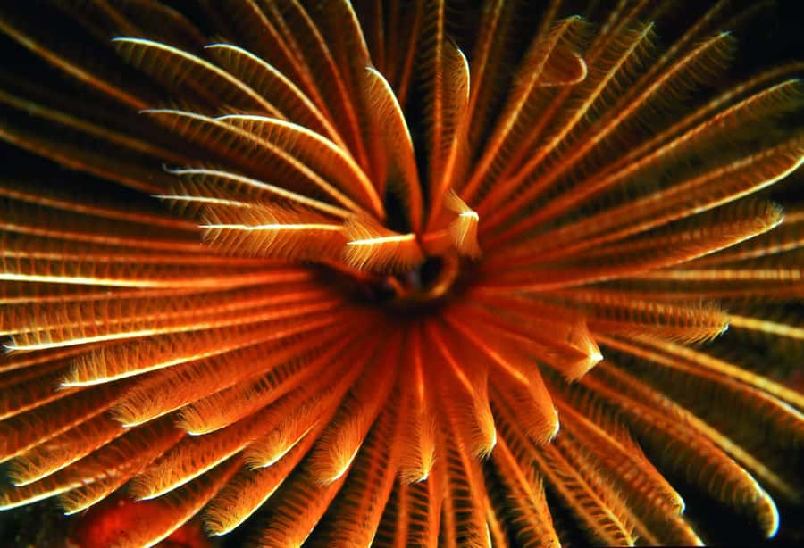 Diving in the North with Blue World Adventures - A first look beneath Mauritius