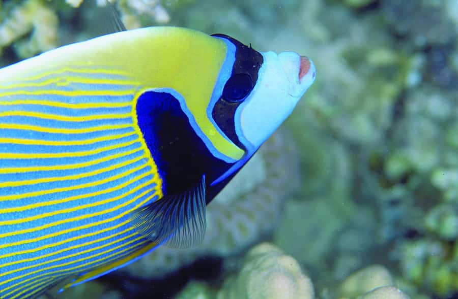 Diving in the North with Blue World Adventures - What you might see in northern waters