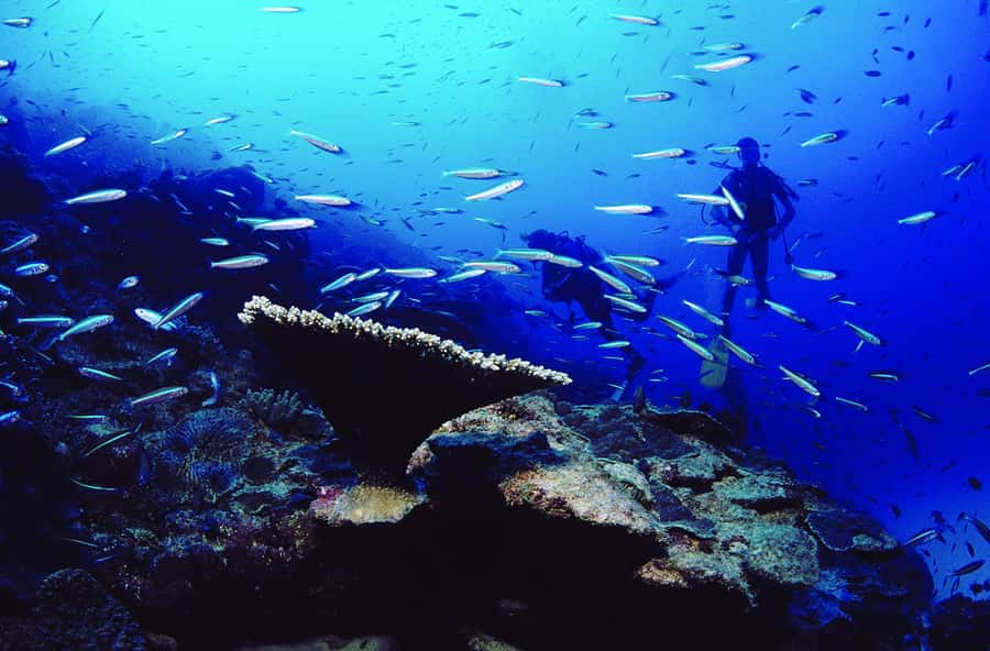 Diving in the North with Blue World Adventures - Equipment, instruction, and safety