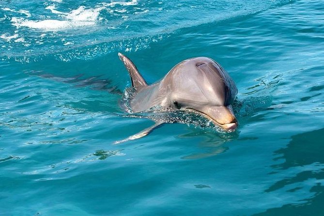 Dolphin Encounters, Ile aux Benitier & Crystal rock: Full-Day (Lunch & Transfer) - Ile aux Benitiers and the beach barbecue