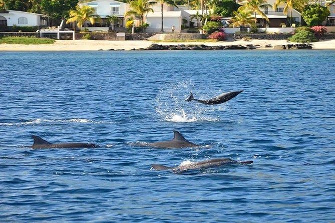 Dolphin Encounters, Ile aux Benitier & Crystal rock: Full-Day (Lunch & Transfer) - My practical advice before you go