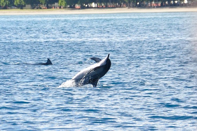 Dolphins Encounter and Whale Watching - Key points at a glance