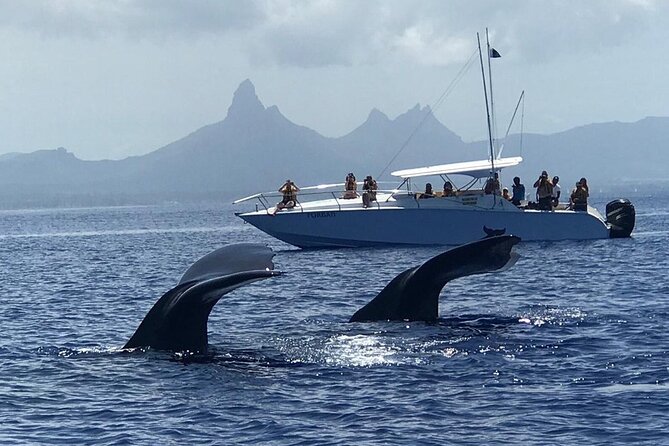 Dolphins Encounter and Whale Watching - A five-hour morning on Mauritius’s west coast