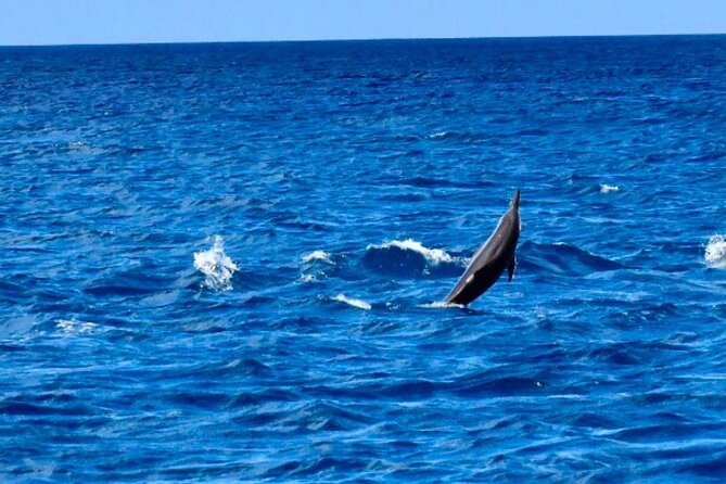Dolphins Encounter and Whale Watching - Snorkeling on the reef after the dolphin encounter