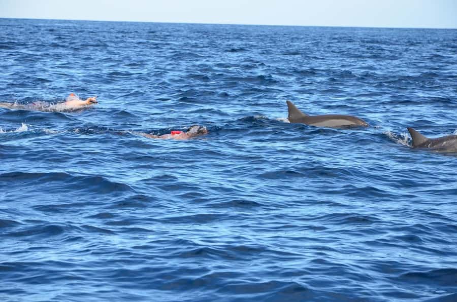 Dolphins: Private, Snorkel, CrystalRock, ileoBenitiers,lunch - Key points at a glance