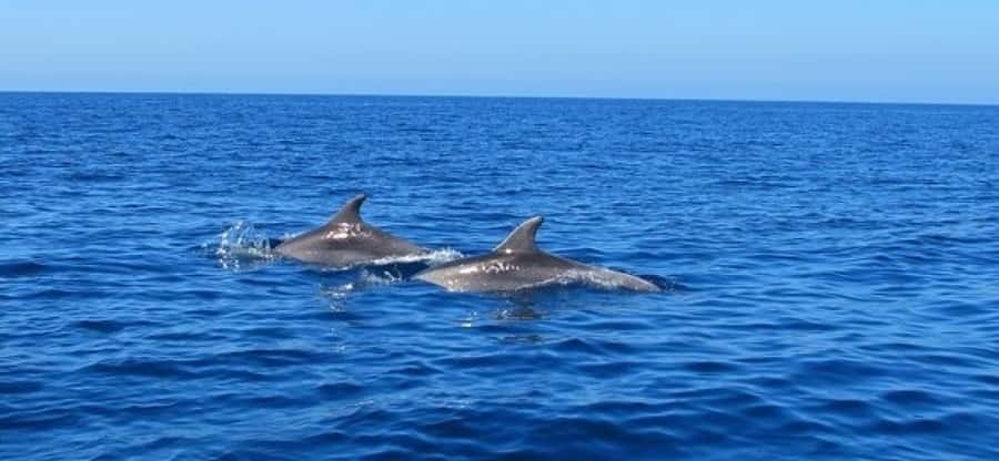 Dolphins: Private, Snorkel, CrystalRock, ileoBenitiers,lunch - What the $439 private price really buys