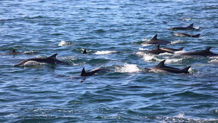 Dolphins: Private, Snorkel, CrystalRock, ileoBenitiers,lunch - Who will get the most from this boat day